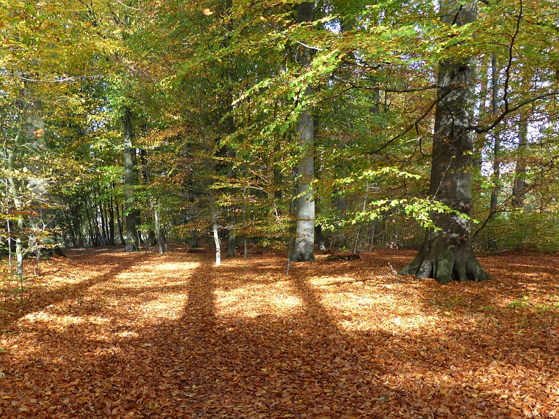 P1010853.jpg - Herbst im Alstertal bei Poppenbüttel