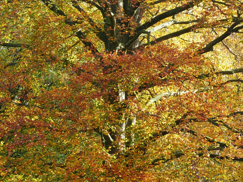 P1010855.jpg - Herbst im Alstertal bei Poppenbüttel