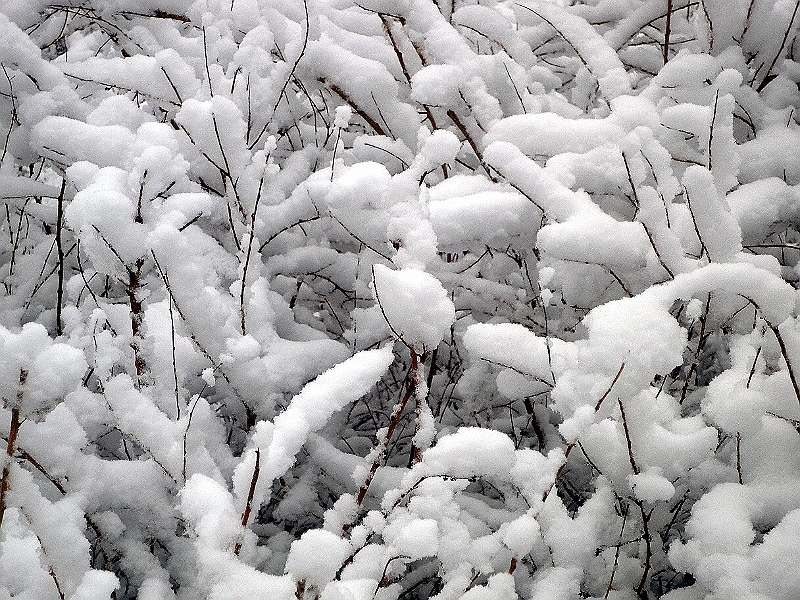 P1030893.jpg - Neuschnee