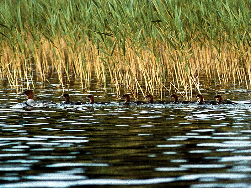 1980_Dia023_B.jpg - 1980, Dalsland, Gebiet: Foxen, Stora Le, Lelång - Alleinerziehende Gänsesägermutter mit Ihren Blagen