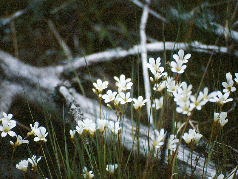 1986_Dia016_B.jpg - 1986, Dalsland, Gebiet: Foxen, Stora Le, Lelång - was da so alles blüht in der Wildnis