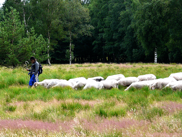 Schfer im Stellbrooker Moor